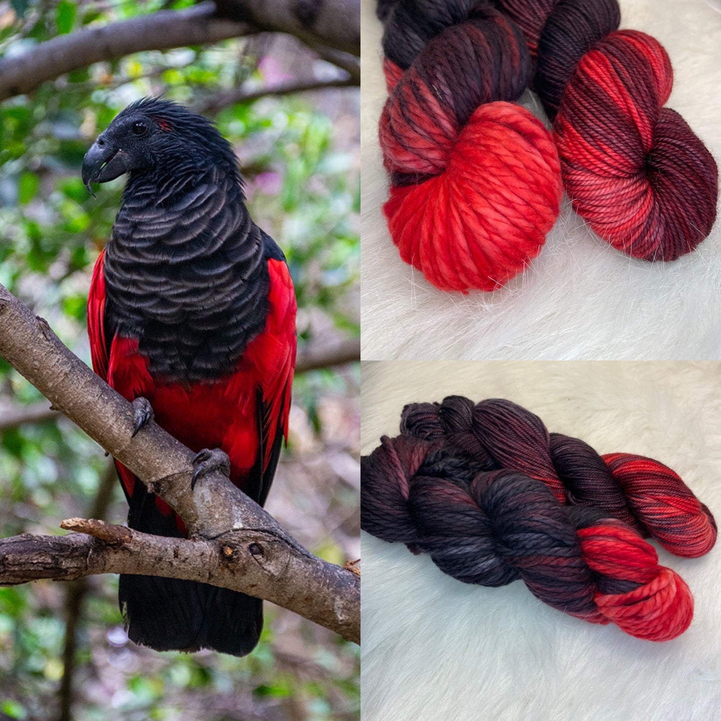 Dracula Parrot - Dyed to Order - Wyoknitts Hand Dyed Yarns